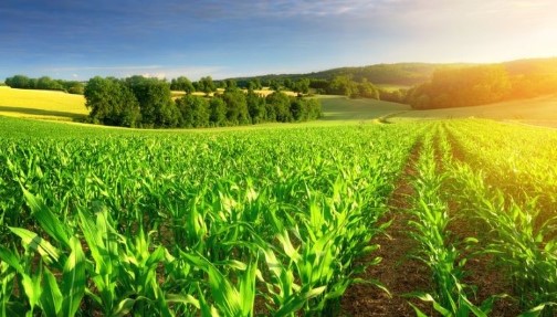 Curs Business Agricol și Marketing